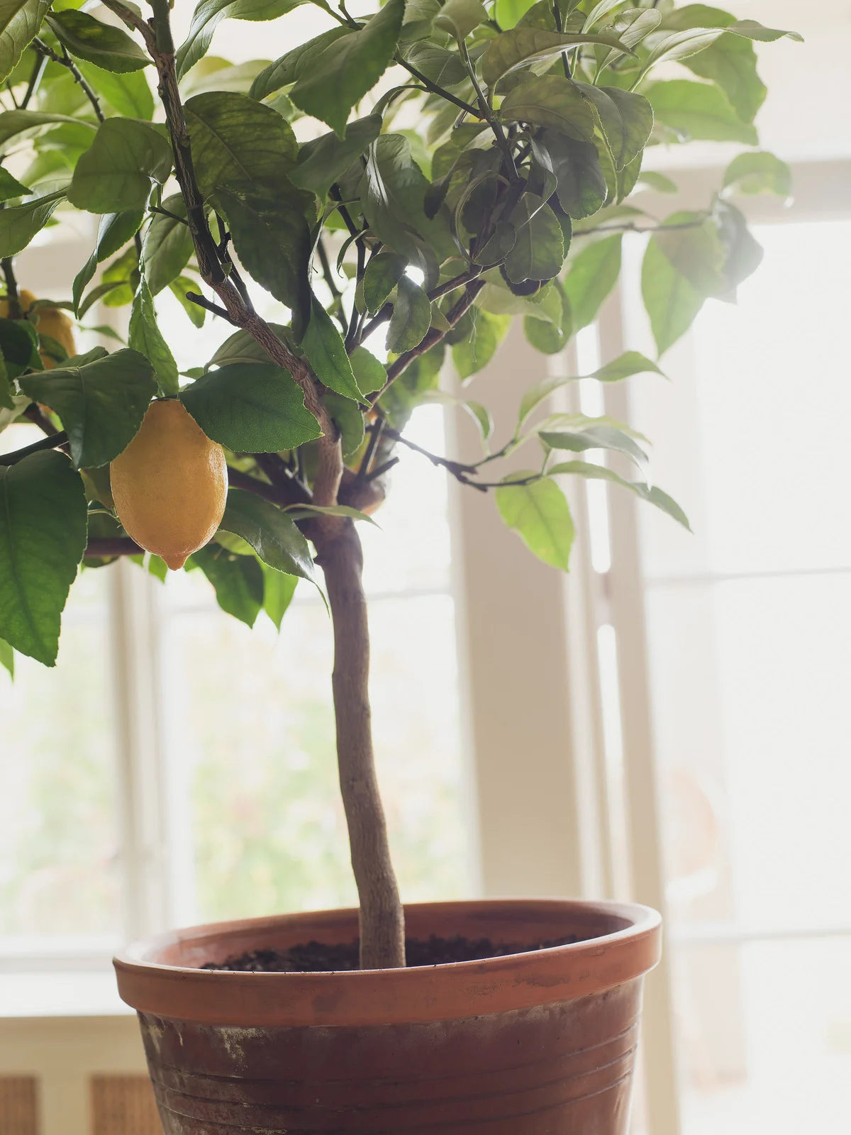 Non-woven paper wallpaper with a botanical pattern CITRONTRÄD blue with yellow